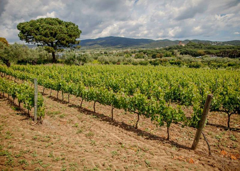 Enoturismo y la Ruta del vino DO Empordà