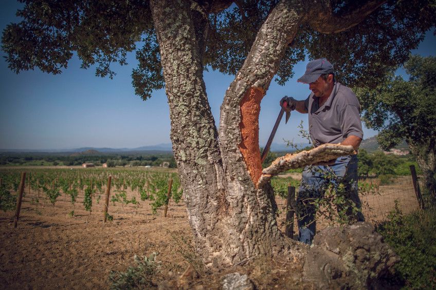 La indústria surera a la Costa Brava i Casa Vincke