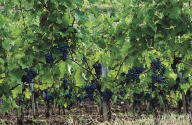 Enoturismo y la Ruta del vino DO Empordà_5