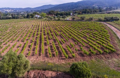 Enoturismo y la Ruta del vino DO Empordà_2
