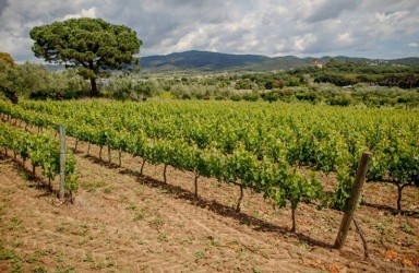 Enoturismo y la Ruta del vino DO Empordà